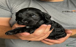 Cockapoo dogs for sale: OUTSTANDING FB1 COCKAPOOS - Image 18