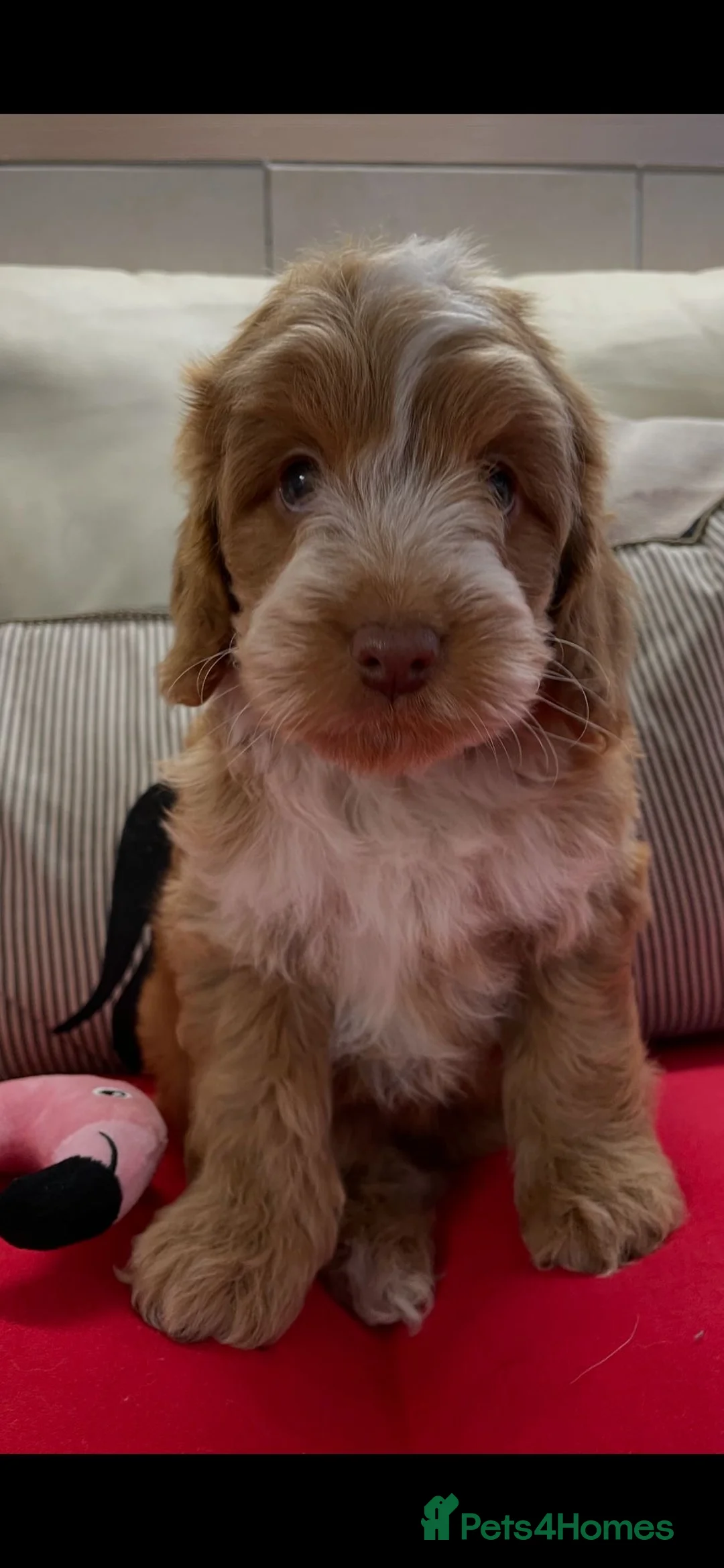 Cockapoo dogs for sale: Exceptional litter of show bred F1 Cockapoos  - Advert 5