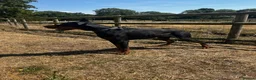 Dobermann dogs for sale: Beautiful Rescue Boy  - Advert 8