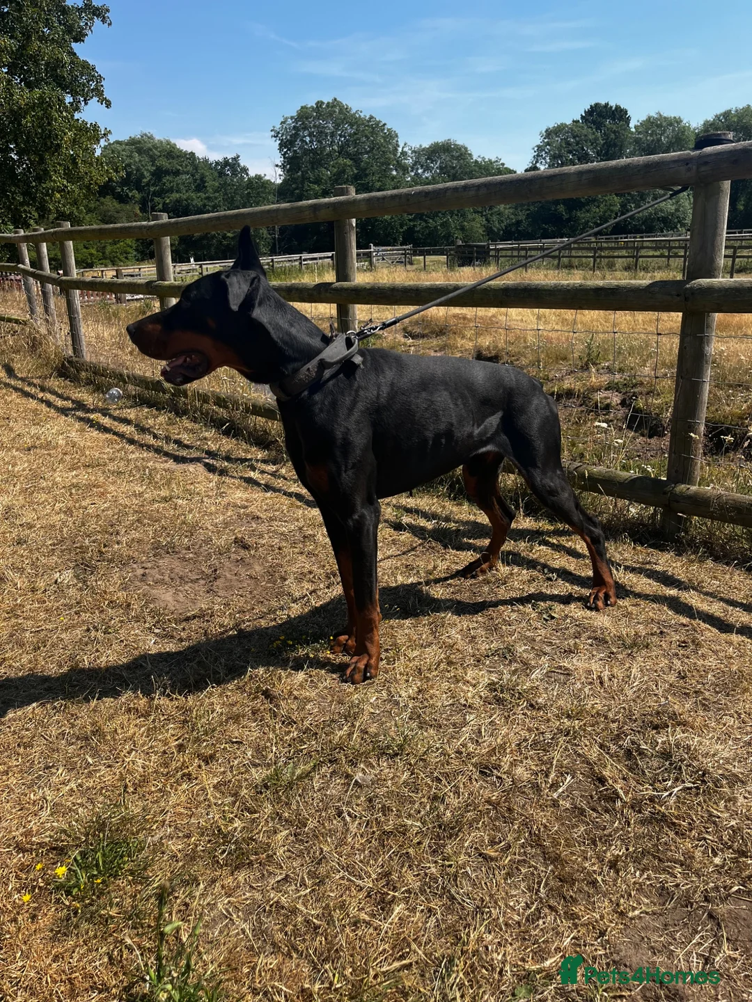 Dobermann dogs for sale: Beautiful Rescue Boy  - Advert 8