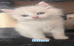 Ragdoll cats for sale: Beautiful Ragdoll Kittens GCCF registered  - Image 2