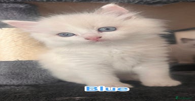 Ragdoll cats - Advert 11