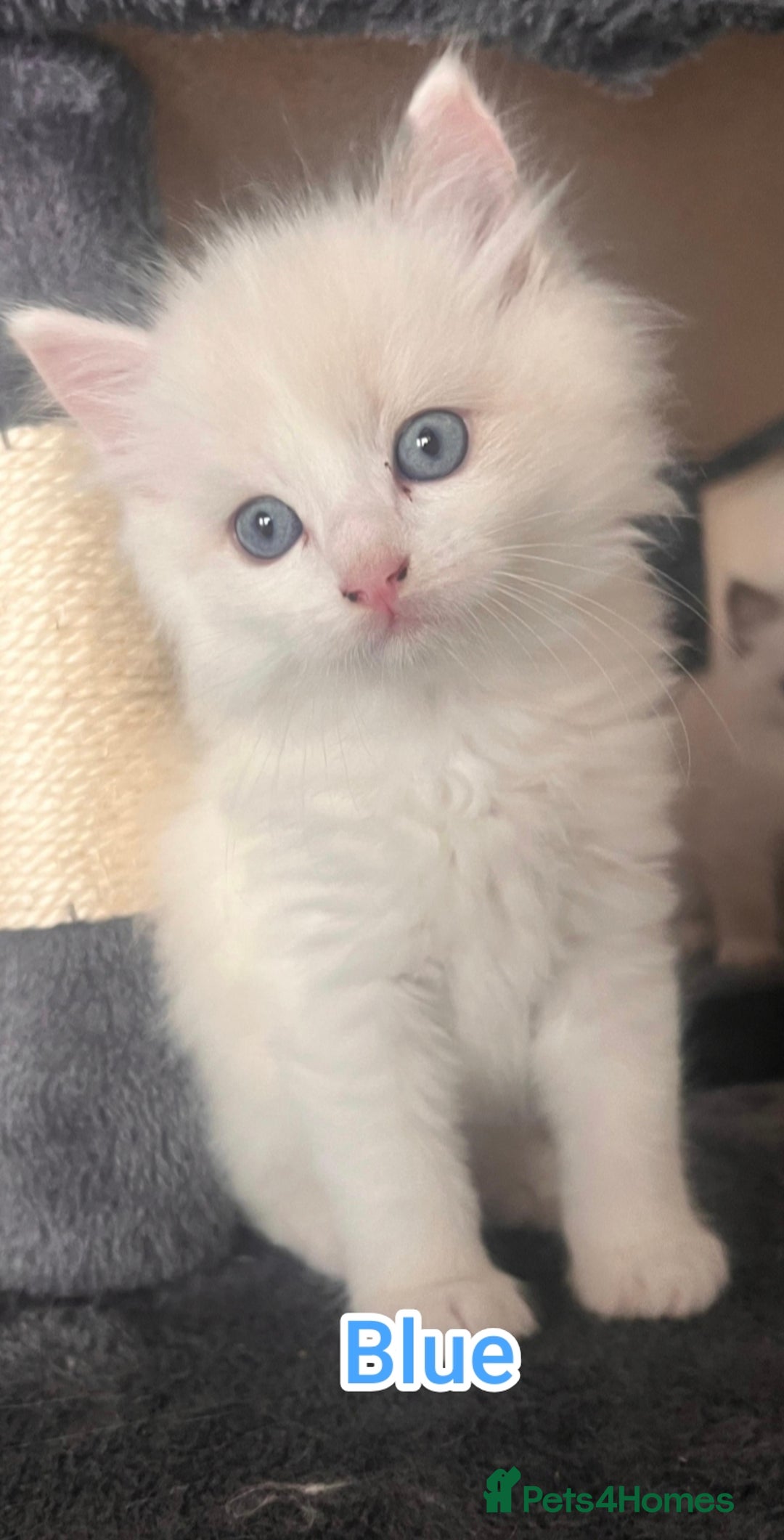 Ragdoll cats for sale: Beautiful Ragdoll Kittens GCCF registered  - Image 2