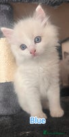 Ragdoll cats - Advert 10