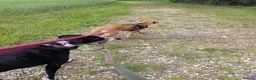 Mixed Breed dogs for adoption: Ruby is looking for her forever home  in Hayling Island - Advert 7