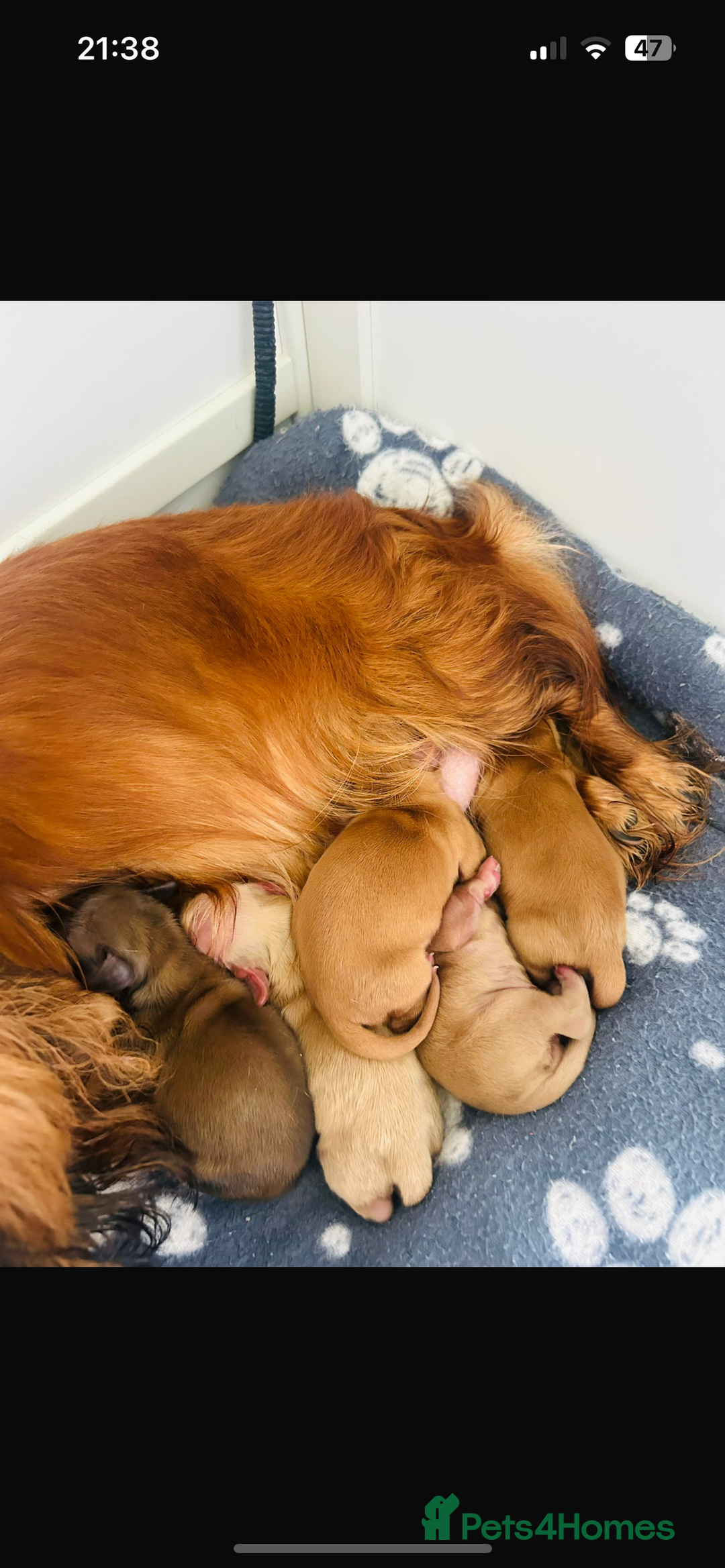Miniature Dachshund dogs for sale: Last Two Boys! Kc registered Miniature Dachunds  - Image 6