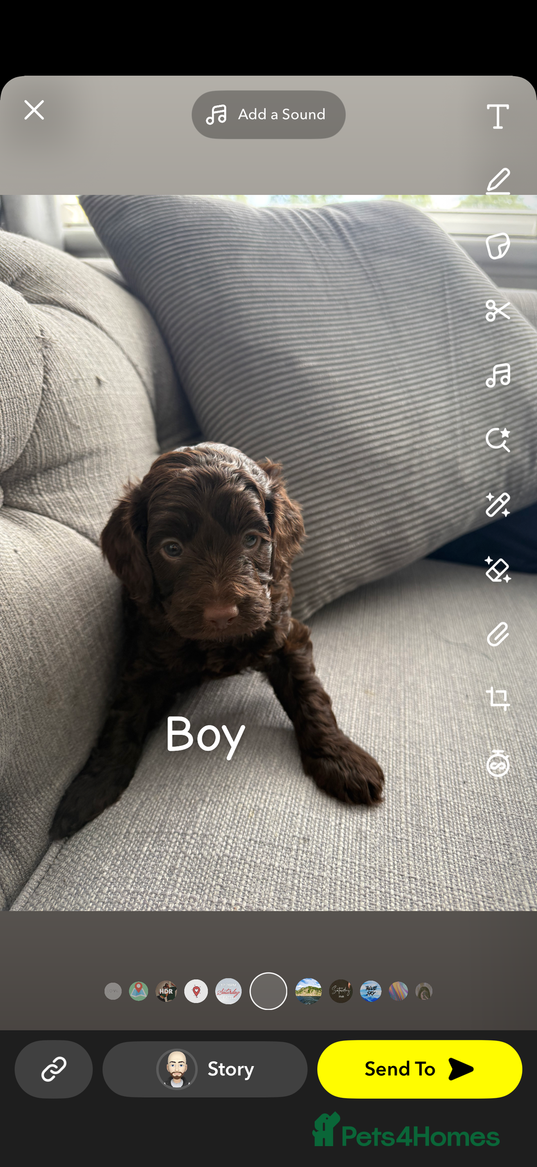 Cavapoo dogs for sale: Cavapoo puppies looking for forever homes - Image 7