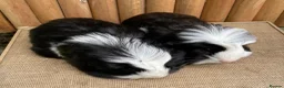 Guinea Pig rodents for sale: Baby brothers  - Advert 3