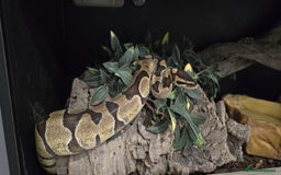 Python Snake reptiles for sale: 2 x royal ball pythons with complete set up - Image 9