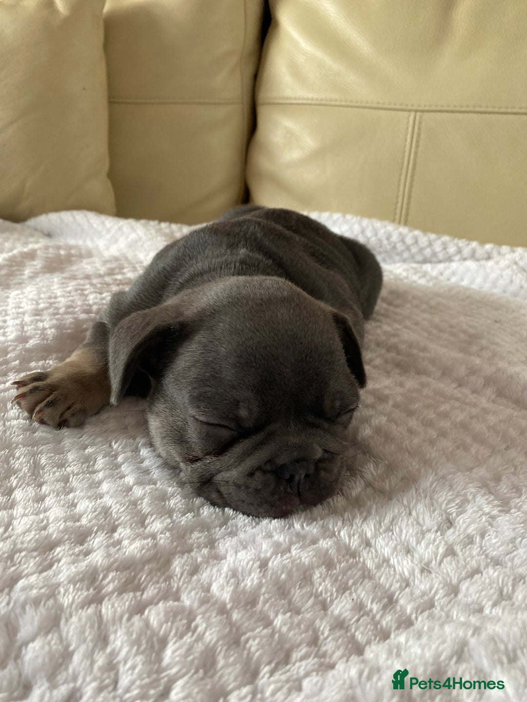 French Bulldog dogs for sale: Beautiful French Bulldogs Puppies for Sale  - Image 10