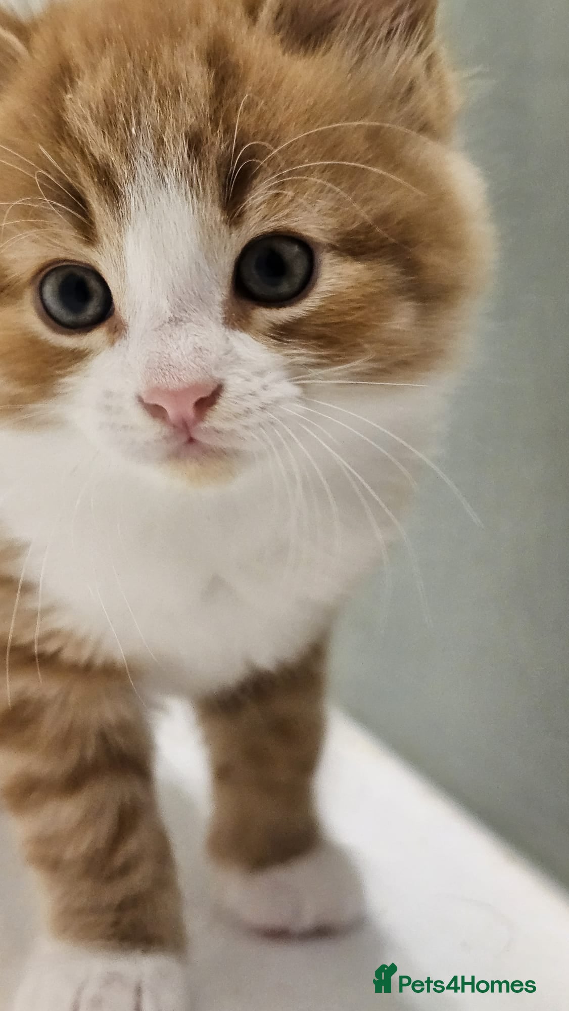 Mixed Breed cats 4 Adorable (3 Ginger) Kittens for Sale - Advert 6