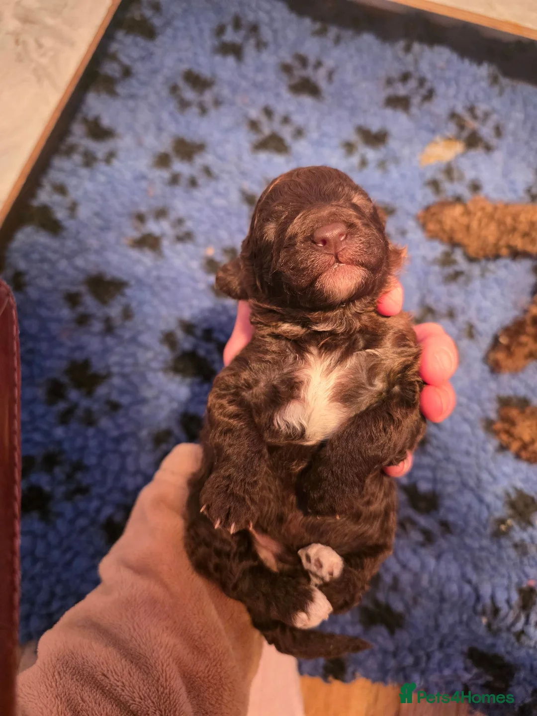 Miniature Poodle dogs for sale: Beautiful boy in Lanark - Advert 2