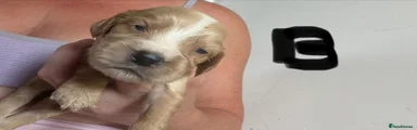 Cocker Spaniel 5