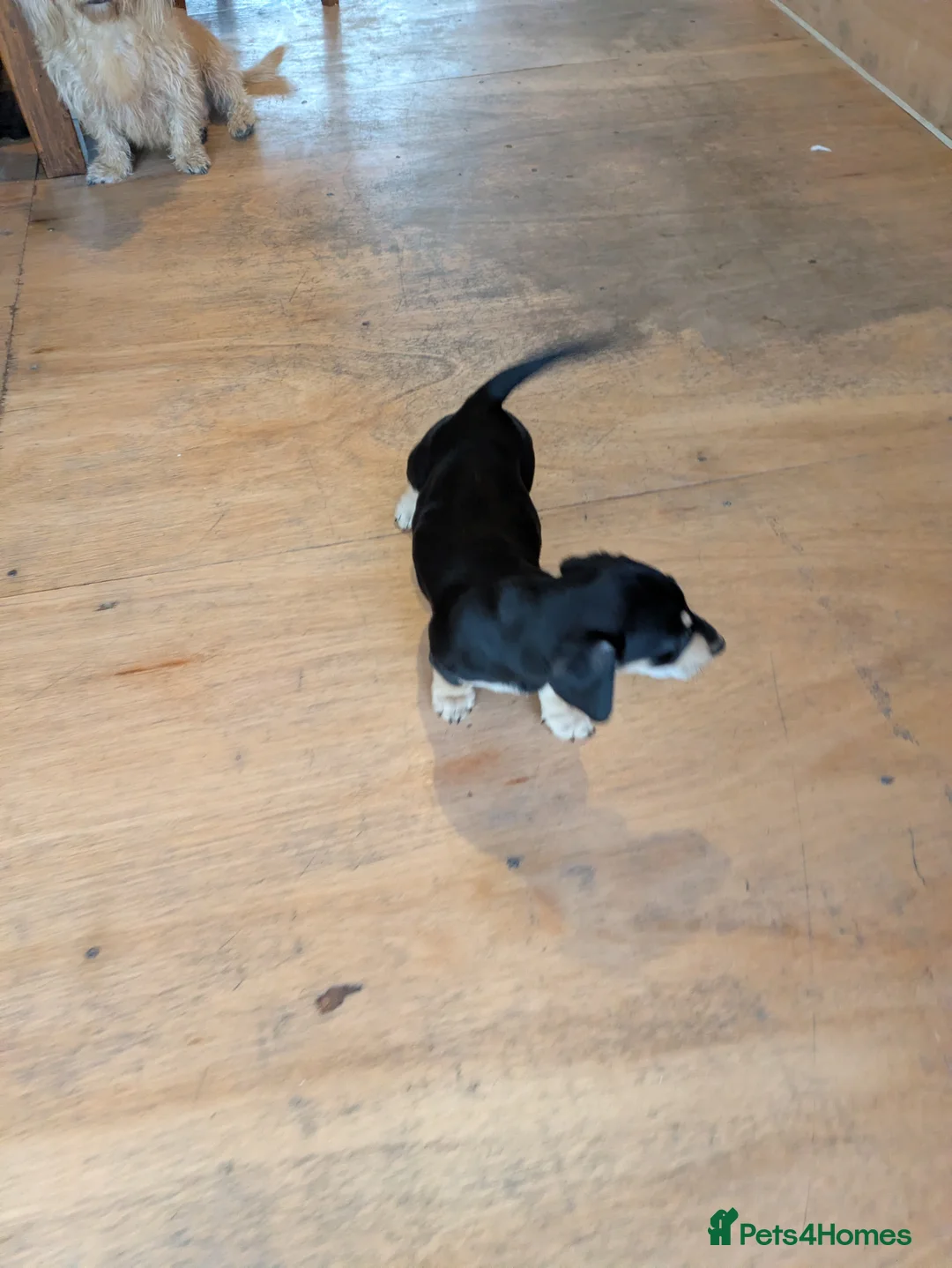 Dachshund dogs for sale: Wire Haired dachunds - Advert 3