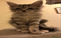 Maine Coon cats for sale: Maine coon kitten Female - Advert 11