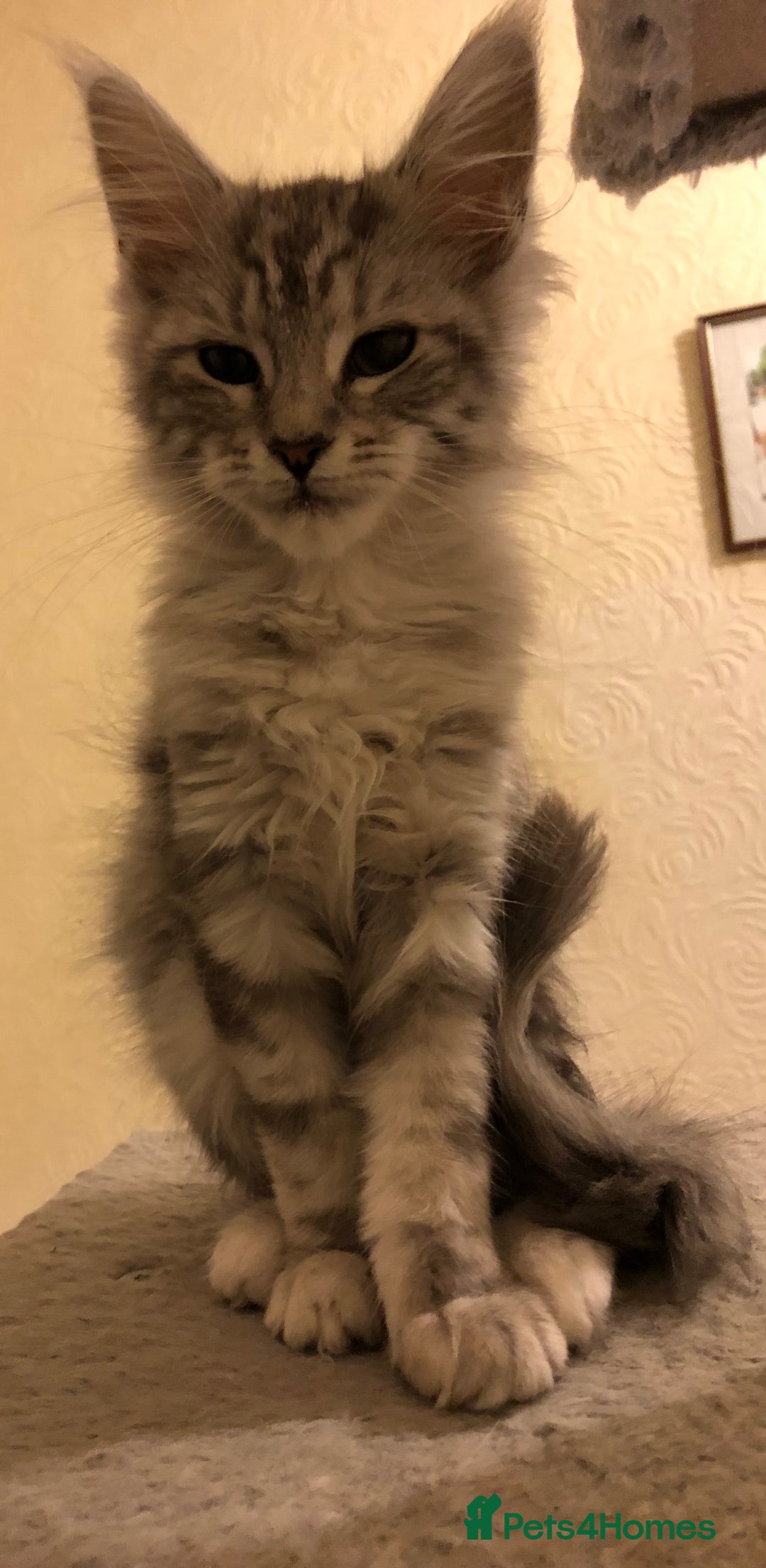 Maine Coon cats for sale: Maine coon kitten Female - Advert 11
