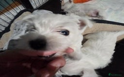 West Highland Terrier dogs for sale: Gorgeous pedigree westies, excellent bloodlines - Image 6