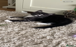 Mixed Breed cats for sale: Two cute black kittens  - Image 4