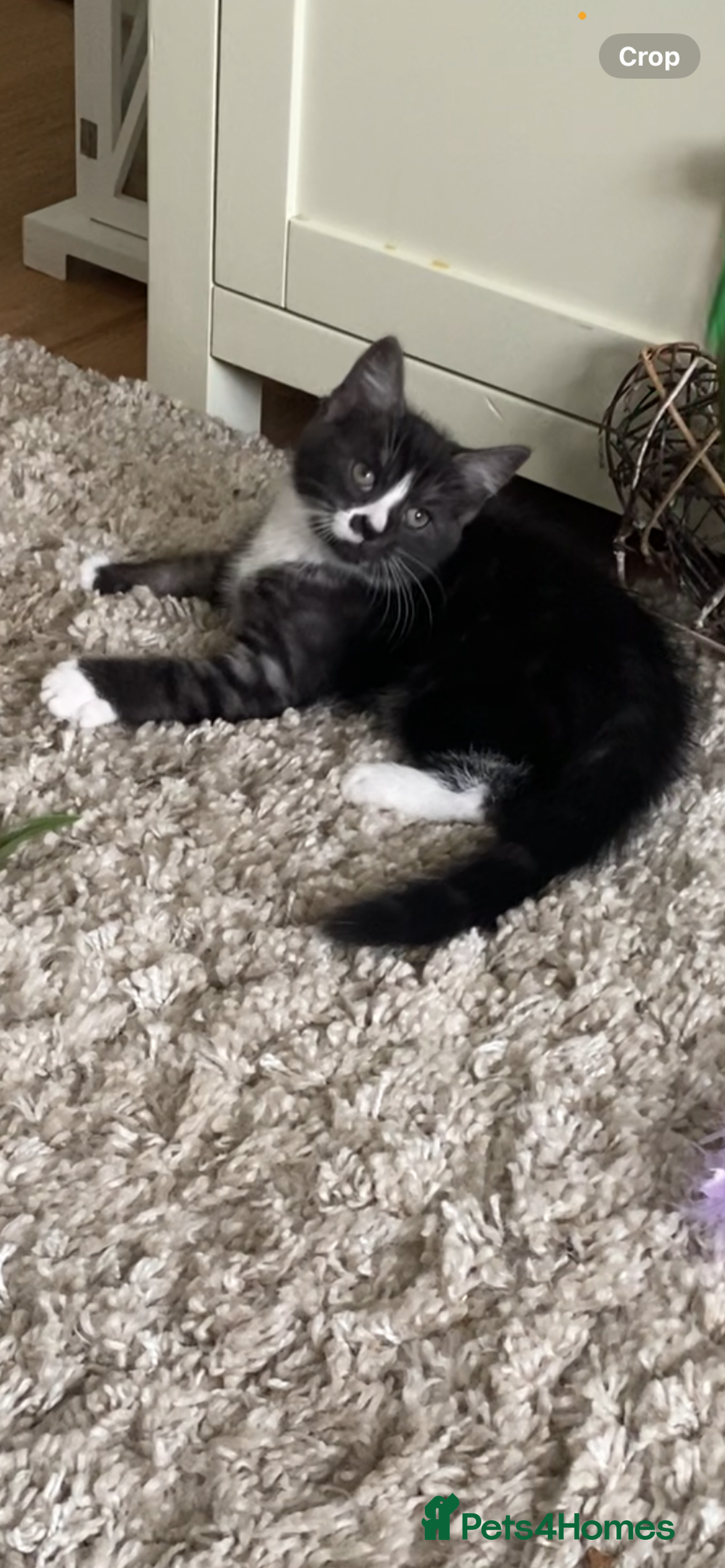 Mixed Breed cats for sale: Two cute black kittens  - Image 4