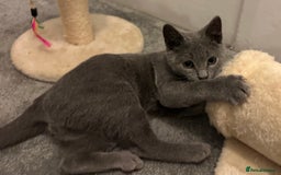 Russian Blue cats for sale: Russian Blue Kittens - Image 6