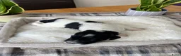 Sproodle dogs for sale: ✨ Premium Rare Sproodle Puppies – Champion Lines ✨ - Advert 22