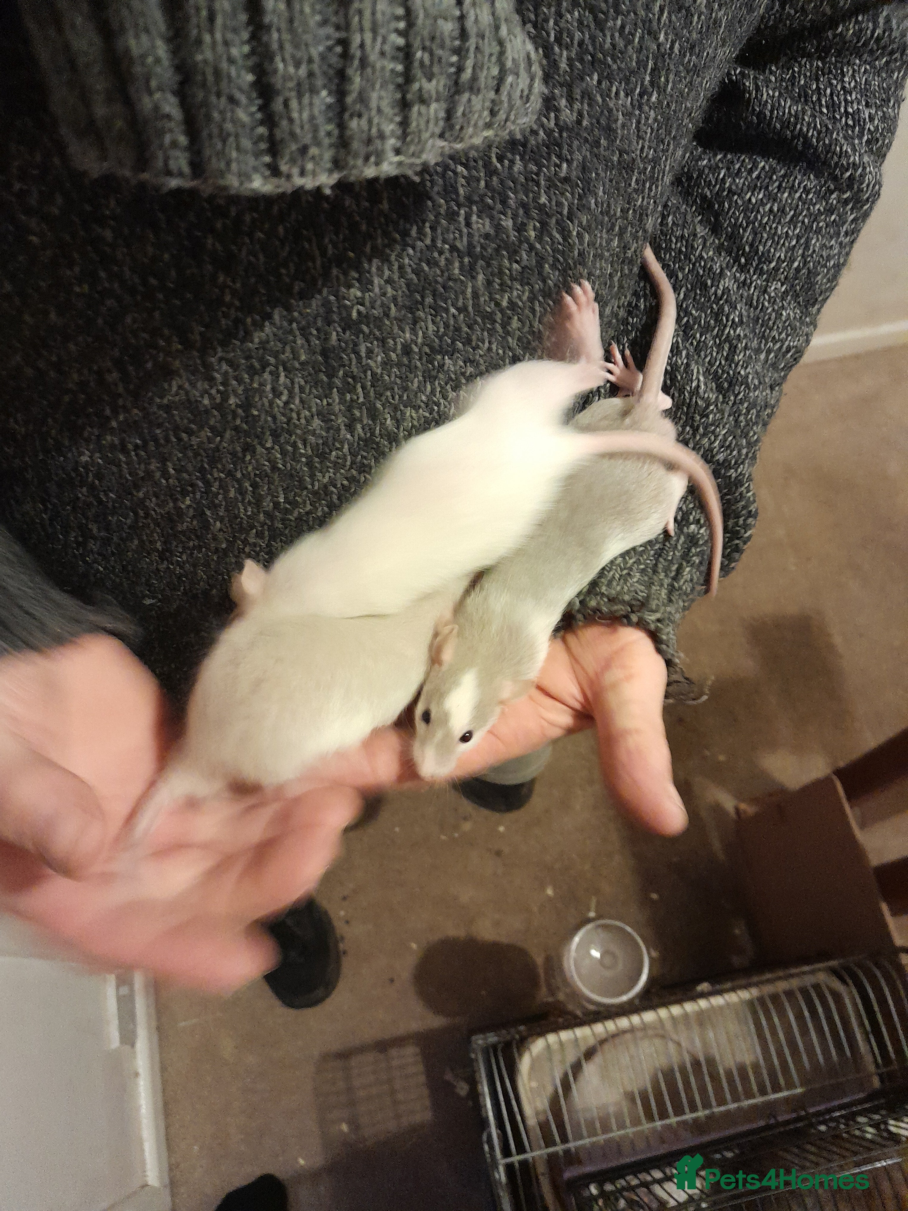 Rat rodents Rats for sale - Advert 7