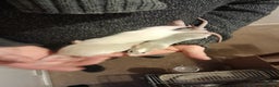 Rat rodents for sale: Rats for sale - Advert 1