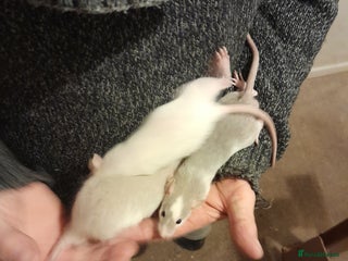 Rat rodents Rats for sale - Advert 1