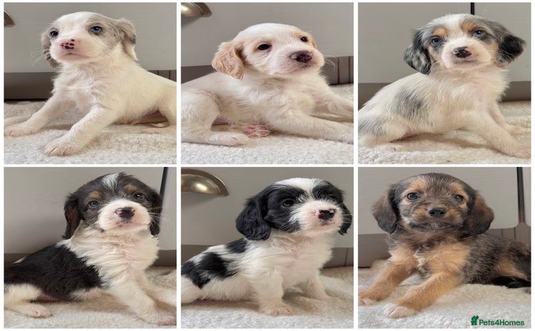 Mixed Breed dogs in Rhayader - Advert 14