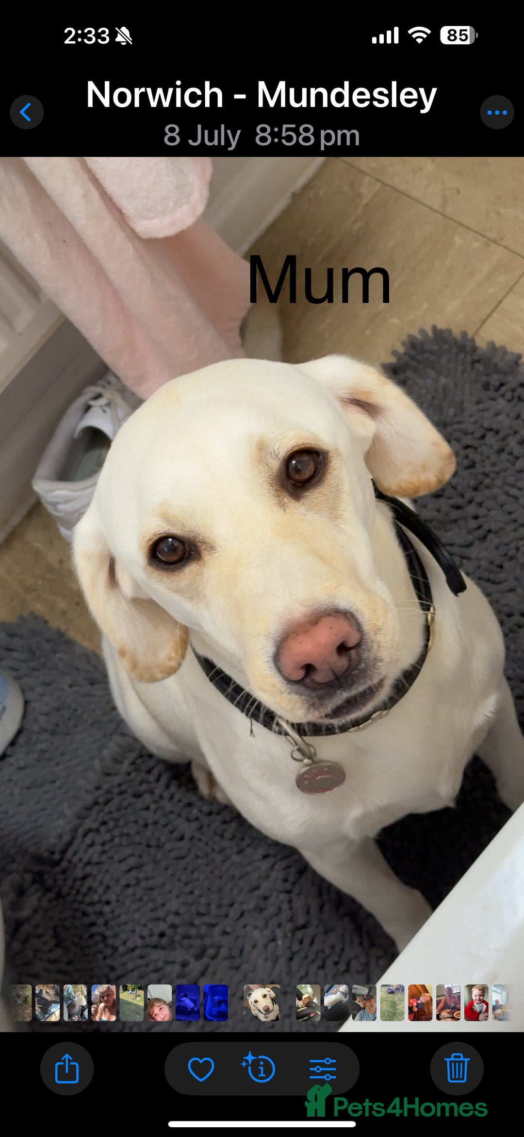 Cockerdor dogs for sale: Puppies for sale  - Image 4