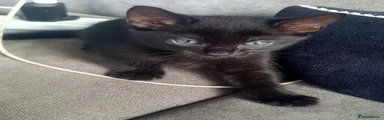 Mixed Breed 4