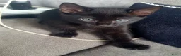 Mixed Breed cats for sale: Bengal X - Advert 8