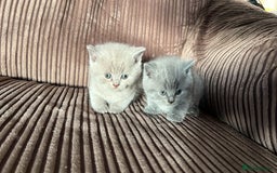 Scottish Fold cats for sale: 🐾 Scottish Fold Kittens – Sweet, Rare & Ready Now - Image 12