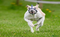 Whippet dogs for stud: Beautiful Whippet Dodger for STUD | Unproven - Image 7