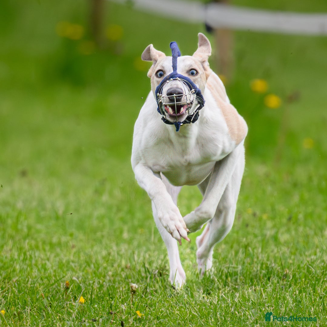 Whippet dogs for stud: Beautiful Whippet Dodger for STUD | Unproven - Image 7