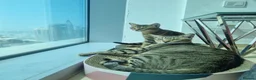 Arabian Mau cats for adoption: Bobby & Nemo - Advert 3