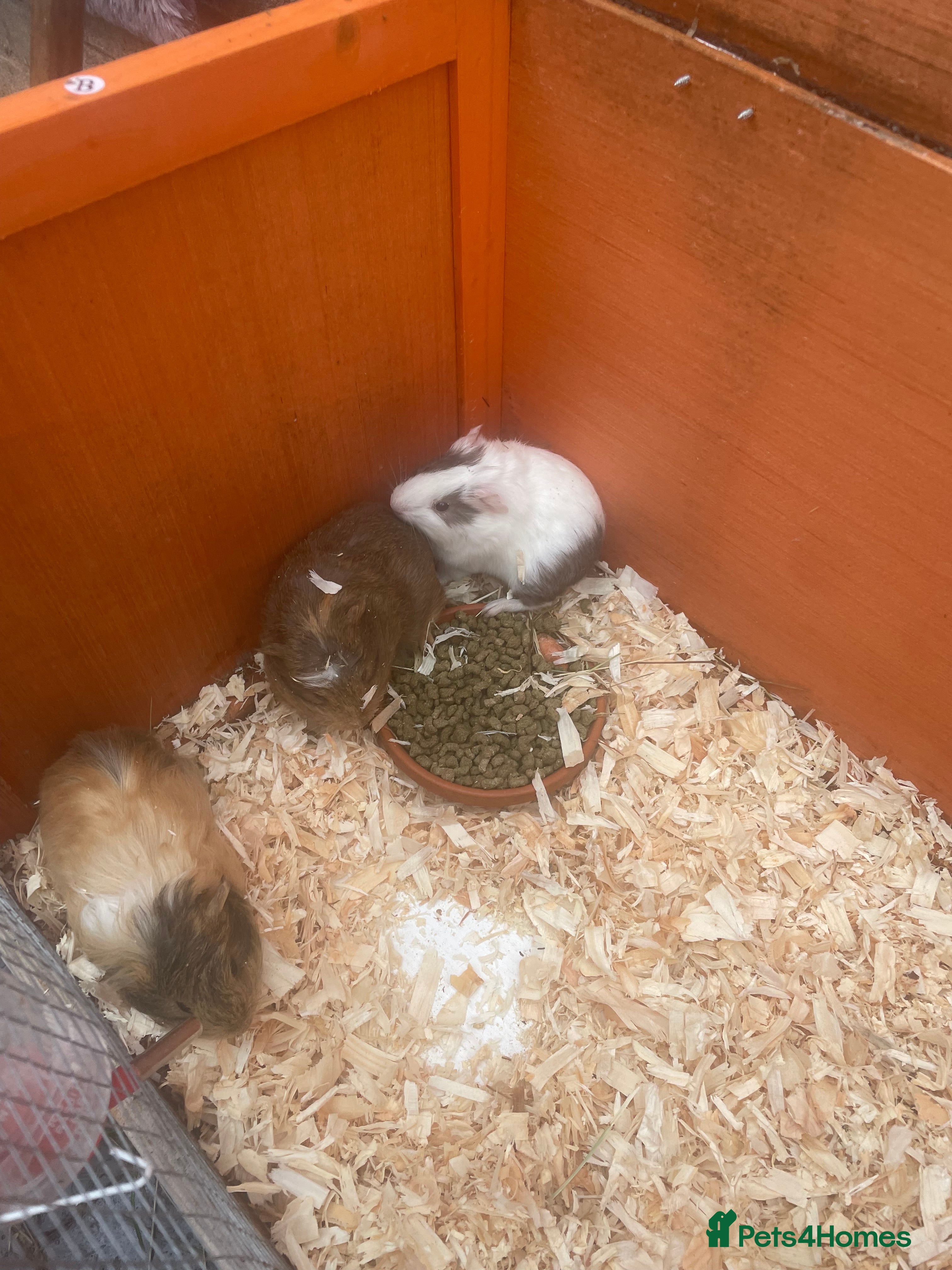 Guinea Pig rodents Baby Guineapigs for sale - Advert 14