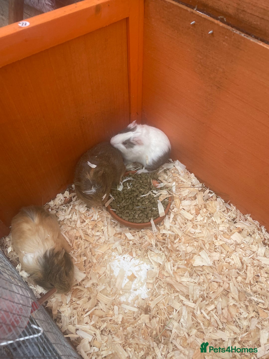 Guinea Pig rodents for sale: Baby Guineapigs for sale - Advert 1