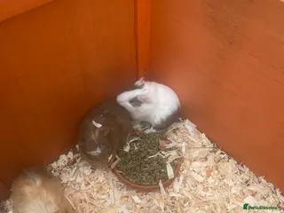 Guinea Pig rodents Baby Guineapigs for sale - Advert 18