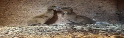 Ducks poultry for sale: Pure bred KHAKI CAMPBELL Ducklings for sale - Advert 1