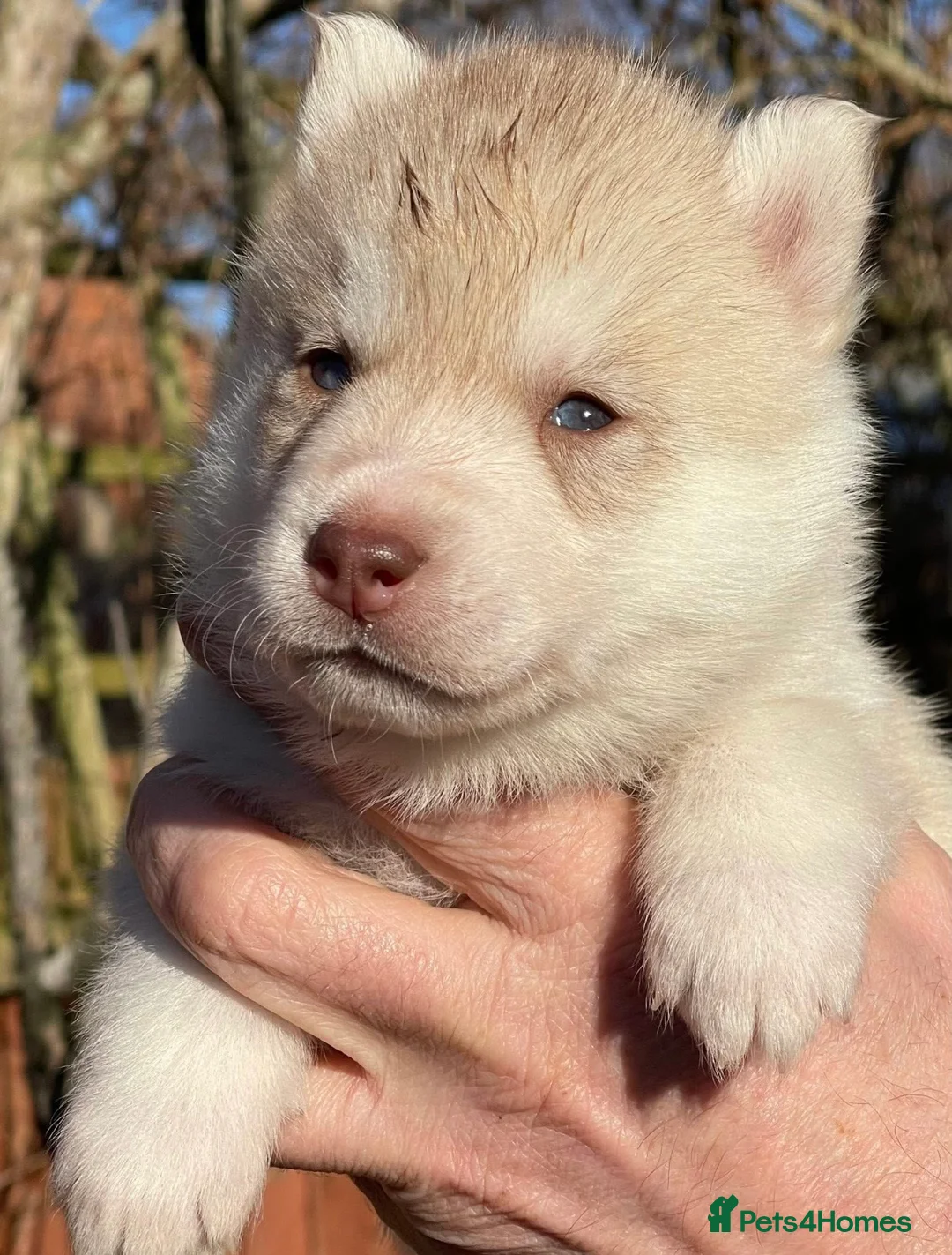 Siberian Husky dogs for sale: KC REGISTERED STUNNING CHUNKY PUPS - Advert 5