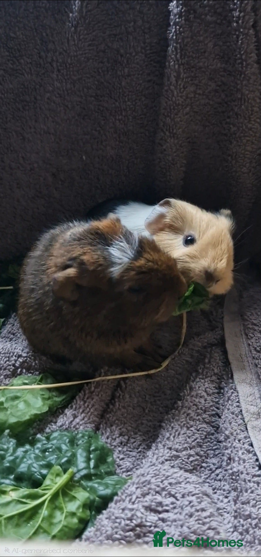 Guinea Pig rodents Agouti breed & shelte breed / 22nd mar 26 - Advert 13