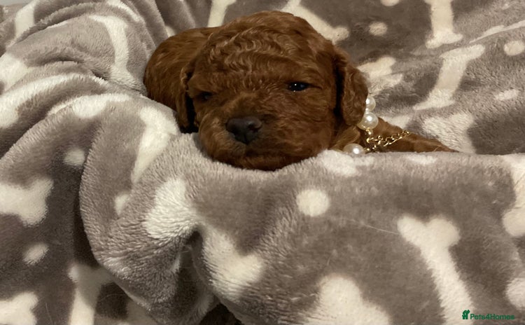Cavapoo dogs - Advert 12