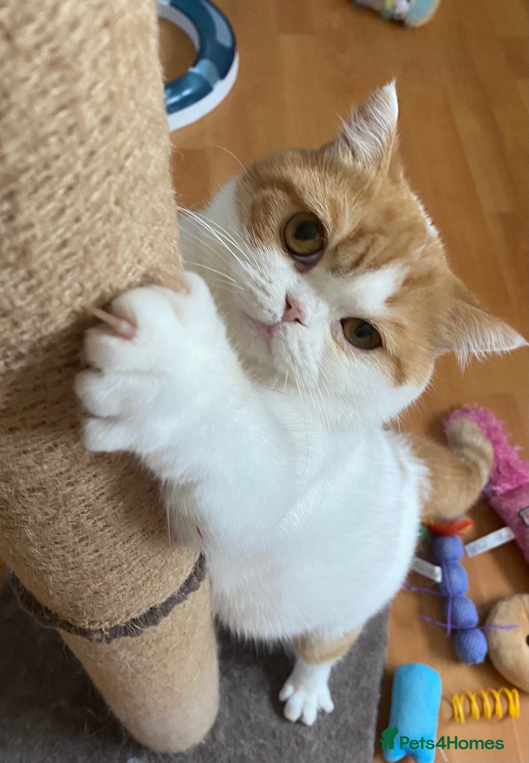 British Shorthair cats for sale: Pedigree British Shorthair  - Image 12