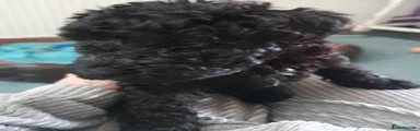 Kerry Blue Terrier Puppy 7
