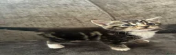 Mixed Breed cats for sale: Beautiful little kittens  - Advert 6