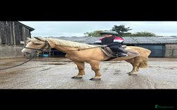 Irish Cob horses for sale: Stunning family pony allrounder  - Image 2