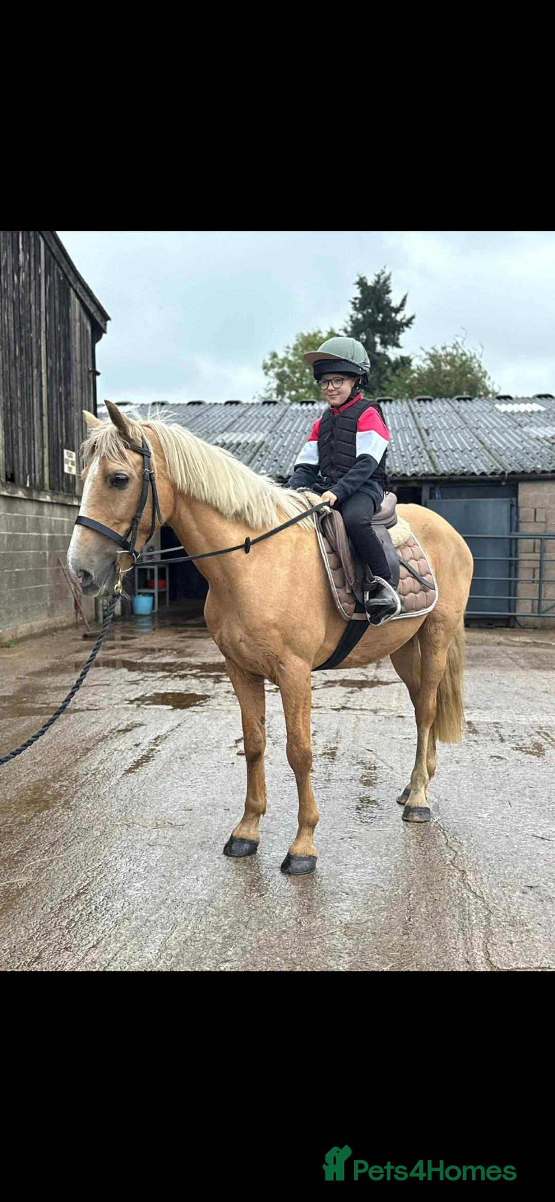 Irish Cob horses for sale: Stunning family pony allrounder  - Image 2