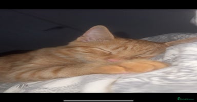 Mixed Breed cats - Advert 4