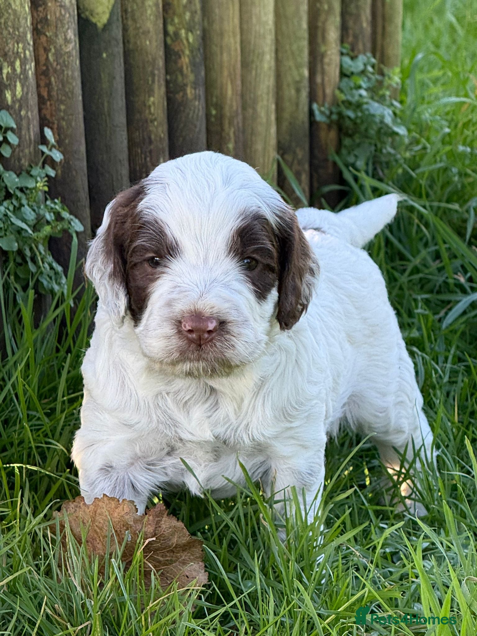 Cockapoo dogs F1 Cockapoos 5⭐️ Licensed Breeder Fully DNA Tested - Advert 7
